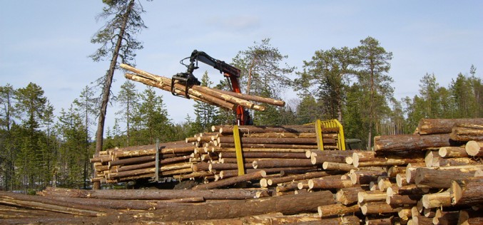 как осуществляется заготовка древесины