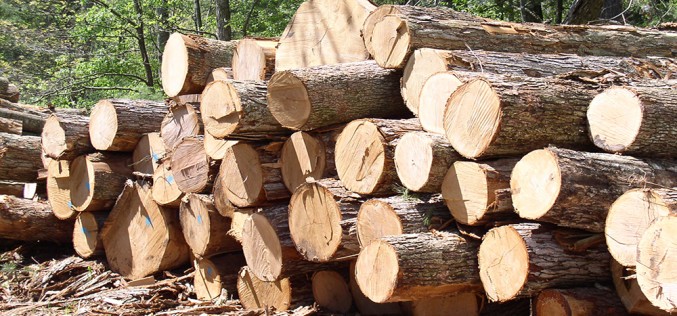 как выглядит древесина