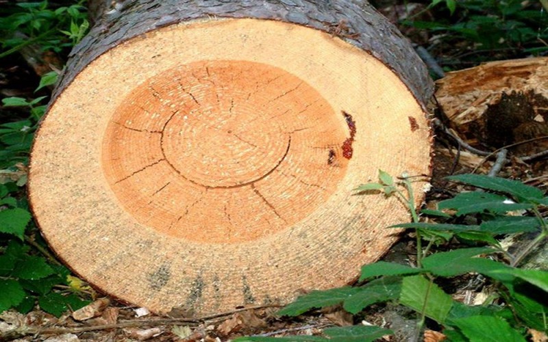 какие бывают пороки древесины