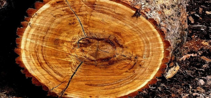 как выглядит древесина дуба