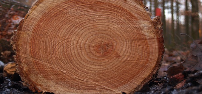 как выглядит древесина лиственницы